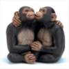  Kissing Monkey Couple 
